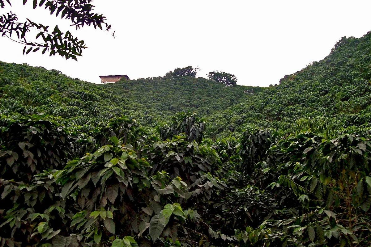 Chinchiná, Caldas