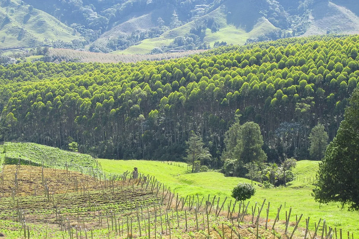 El Poblado, Pereira