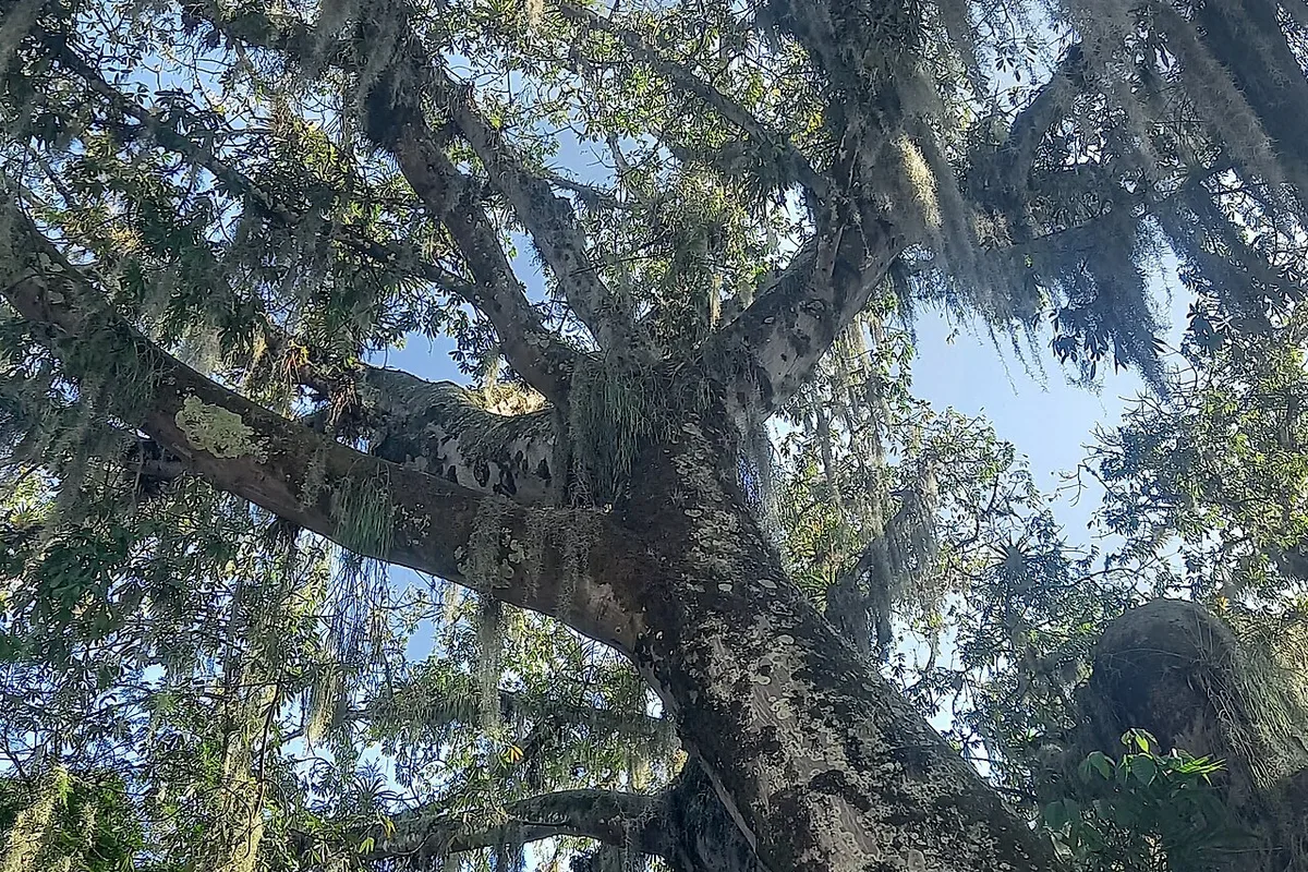 La Virginia, Risaralda